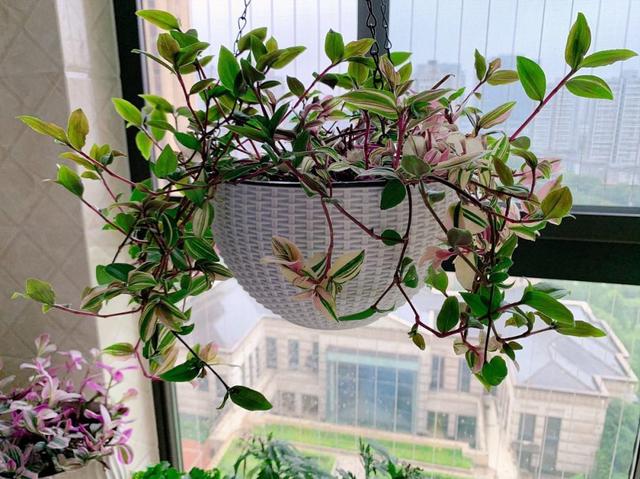 适合家里养的喜欢阳光的花，7种喜阴花