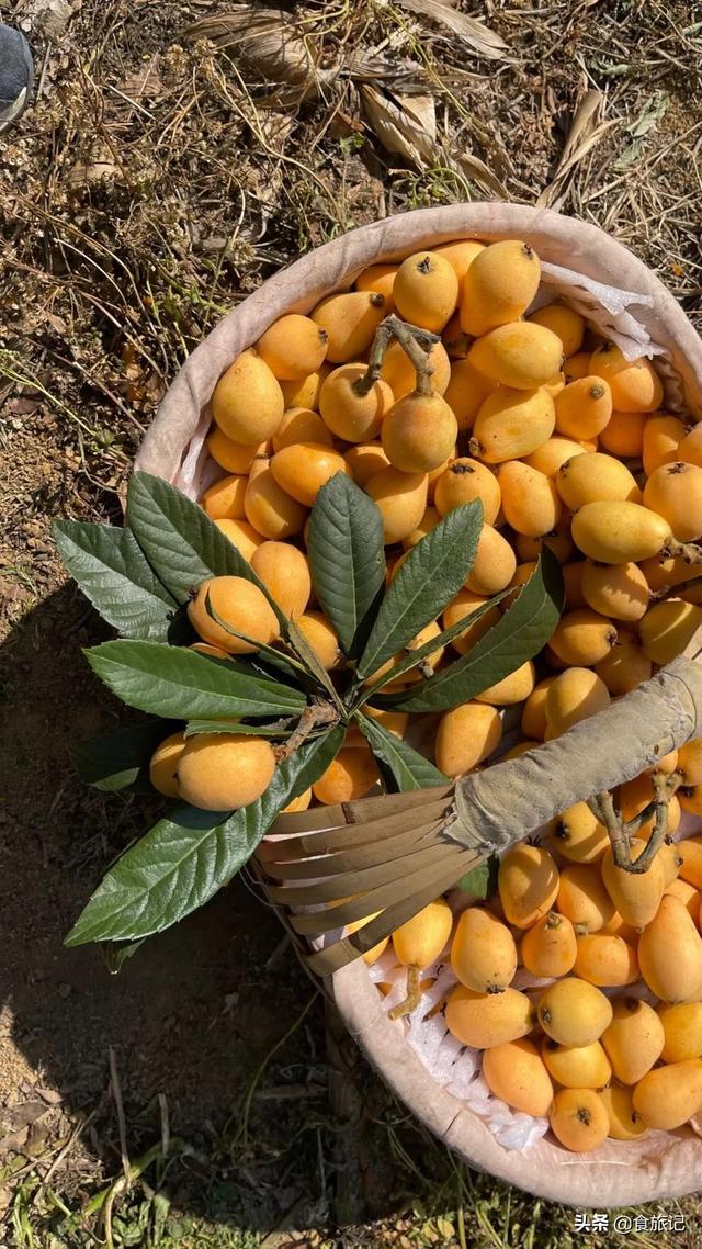 同样是大五星枇杷，四川米易枇杷几月成熟