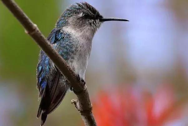 地球上最小的动物，世界上最小的鸟