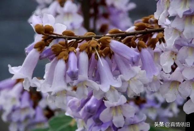 梧桐花开梧桐雨，梧桐花开烂漫时