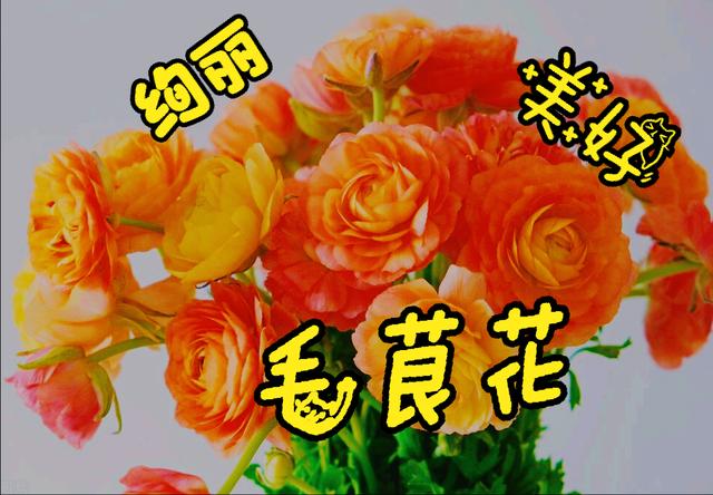 一花一草一世界，一花一草一世界 唯美句子（一花一草一世界）