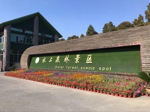 兴化油菜花一年四季都有，那一抹金黄的千垛油菜花