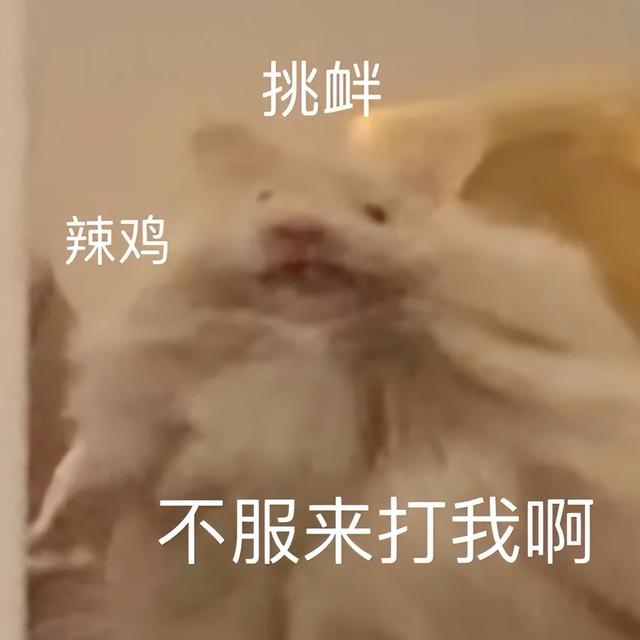 小仓鼠动态迷你表情包，变形脸仓鼠可爱老鼠