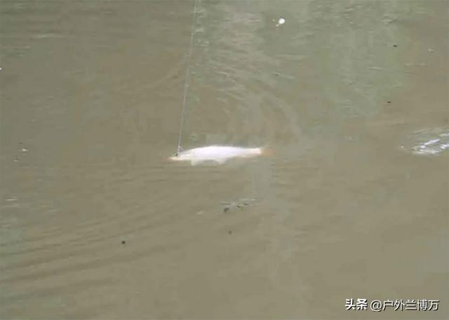 撒腿就跑和硬刚，钓鱼时爬地虎闹窝怎么办