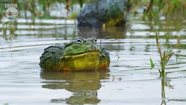 非洲牛蛙是地球上最大的青蛙，非洲牛蛙是地球上最大的青蛙
