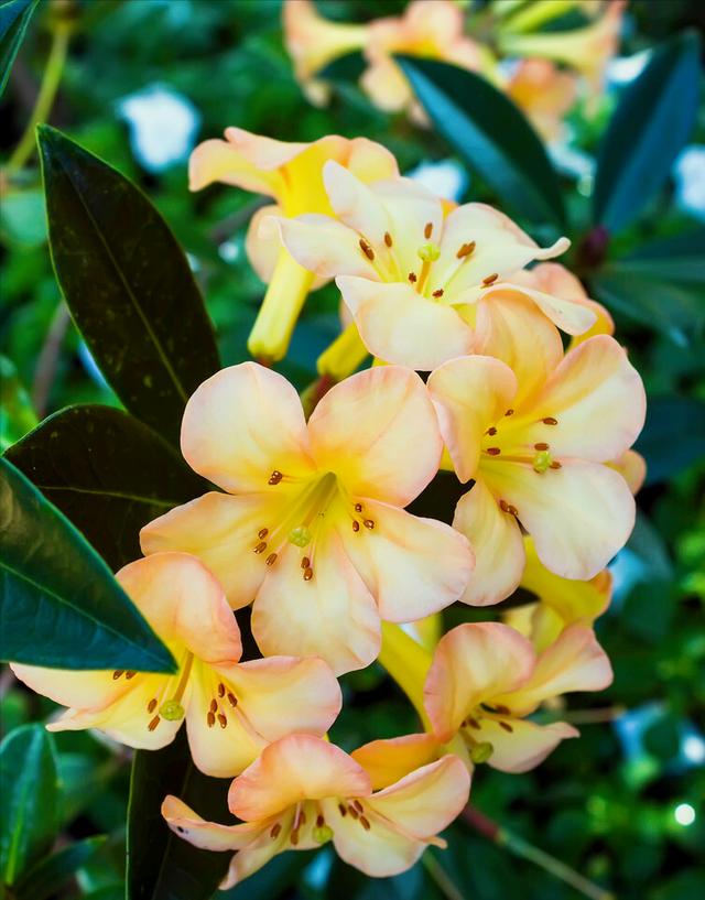 花开有期只为在最美时光里遇见你，一花一深情花如人生