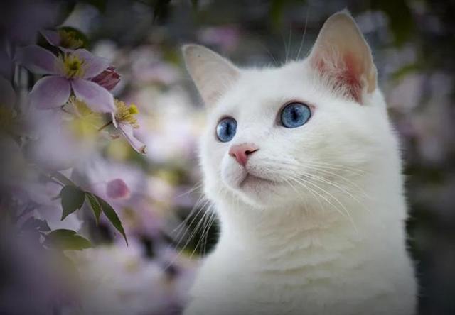 传说中九大灵猫，九尾猫得道成仙启迪