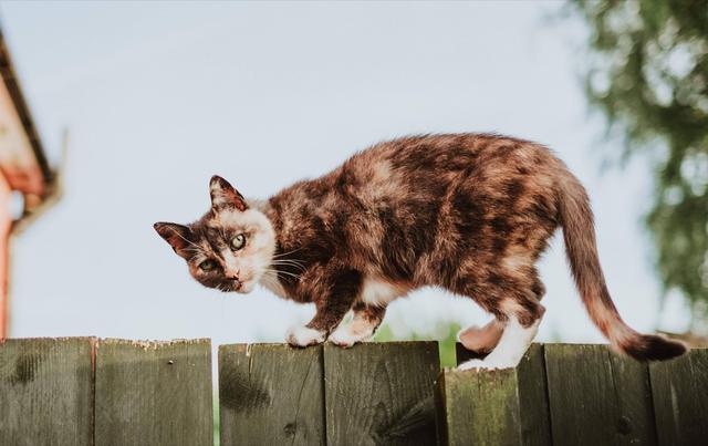 从猫咪的尾巴能看出什么，猫咪尾巴会说话