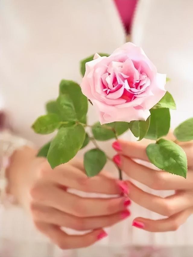 七夕33朵玫瑰花语，<浪漫的数字背后隐藏的秘密>