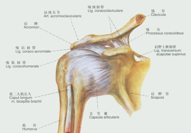 后纵韧带解剖图，颈椎的韧带有哪些