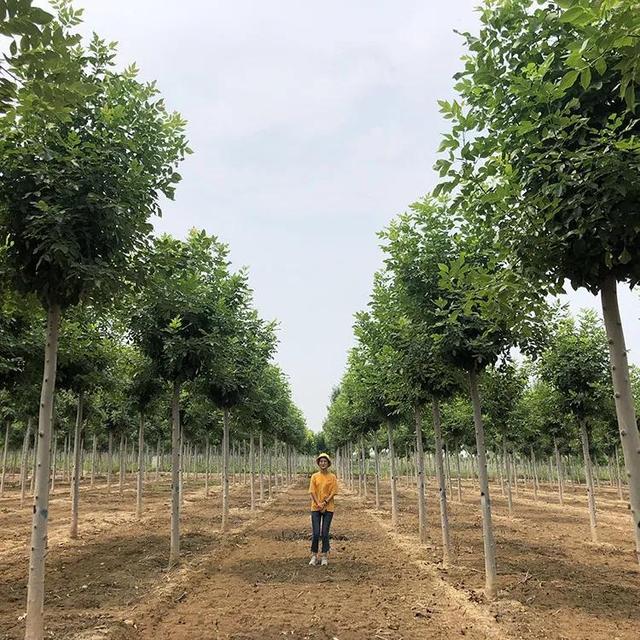 白蜡杆是什么树，白蜡树分类（白蜡杆：别看我瘦）