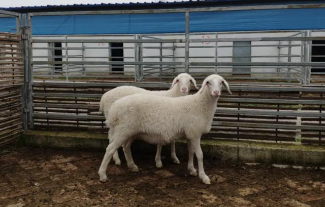 比利时蓝牛长什么样，人类干预自然繁育过程