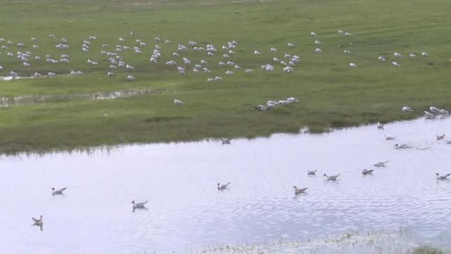 巴音布鲁克天鹅湖，美丽巴音布鲁克大草原欢迎您（天鹅湖出现平流云奇观）