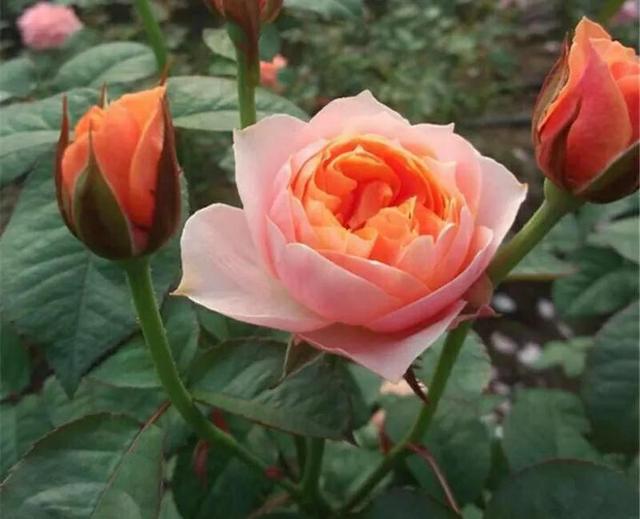 必养九种月季，值得入手的月季清单