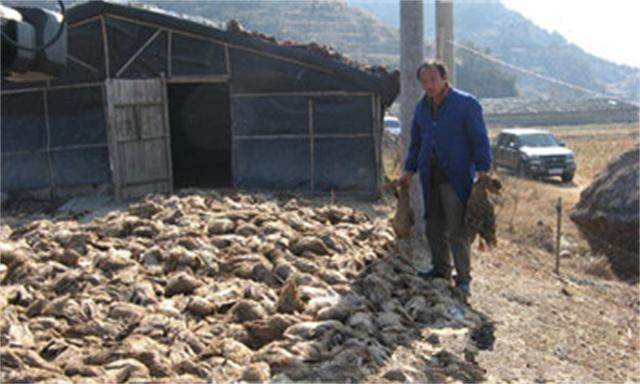 北京烤鸭事件怎么回事，“黑心北京烤鸭”团队被抓