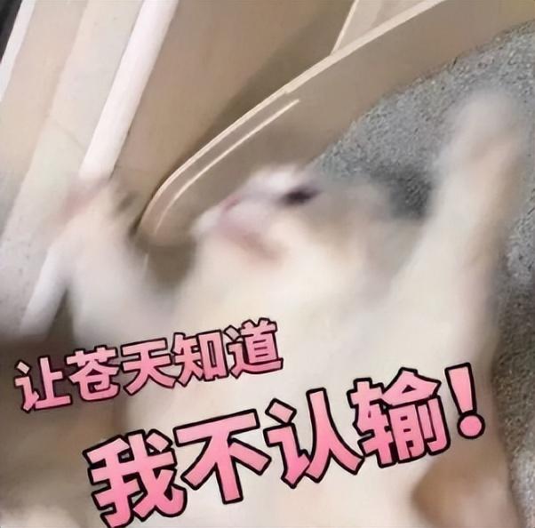考研难度大学排名，今年考研最难考的十个院校（2023高校考研难度top30）