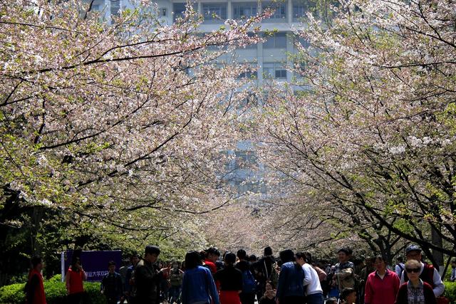 冬天的南京最美的风景，盘点南京春天最美的6个地方