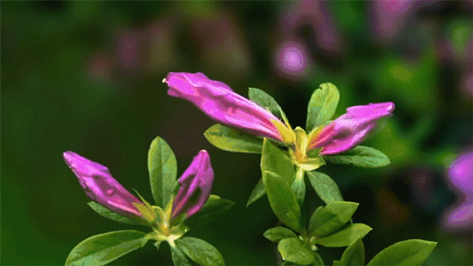 杜鹃最值得去的地方，赏杜鹃还有这些好地方…