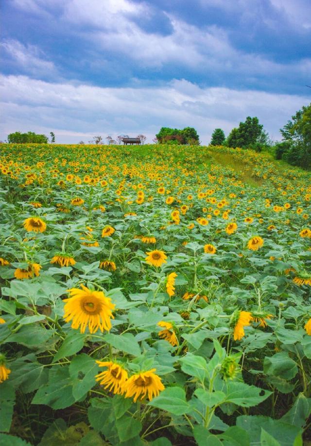 粉黛草向日葵彼岸花海...成都有多少惊喜，粉黛花海花期50天