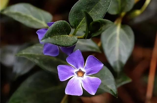 花卉图片及名称大全，常见绿植花卉及名称大全（100种常见花图鉴）