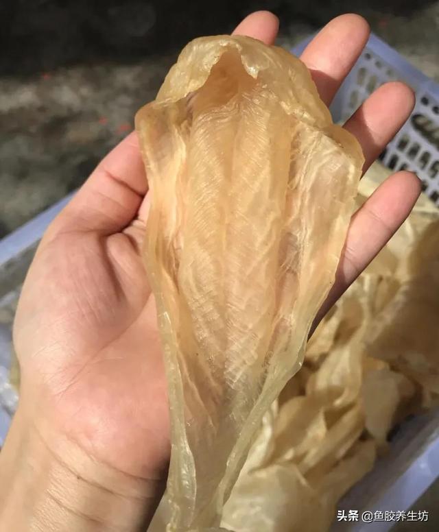 人工合成鱼胶图片，合成鱼胶怎么分辨