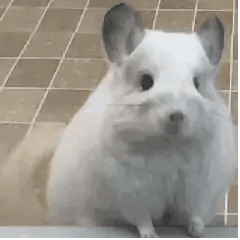 推荐几款好的录屏软件，分享最好用的录屏软件工具