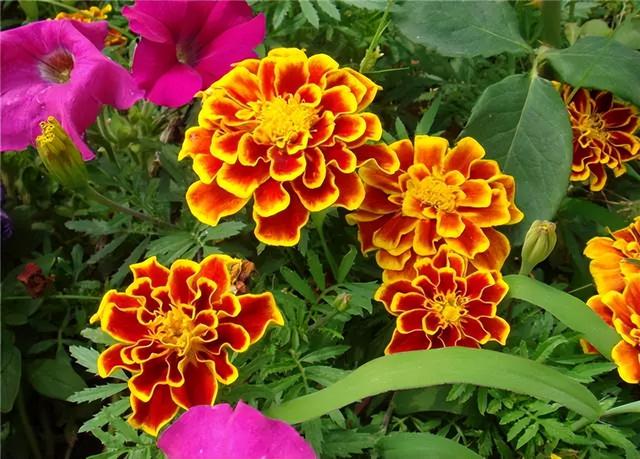 花卉图片及名称大全，常见绿植花卉及名称大全（100种常见花图鉴）