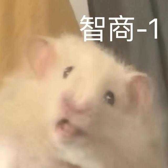 小仓鼠动态迷你表情包，变形脸仓鼠可爱老鼠