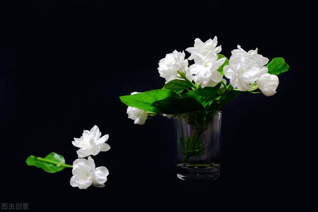 茉莉花什么季节开花，茉莉花什么时候开花最佳（什么时候换盆和修剪）