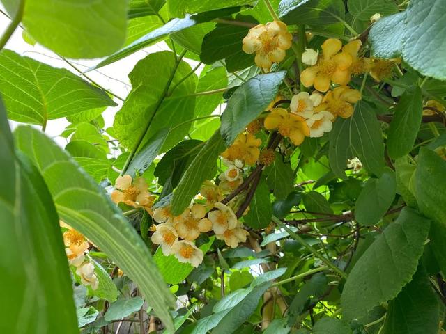 脆香枣子，别样软枣子