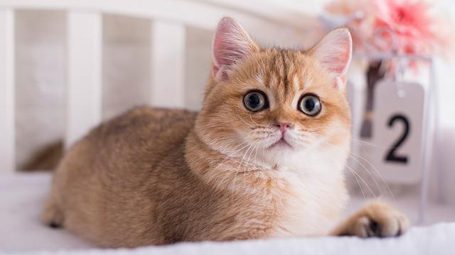 据说这9个品种的猫咪寿命最长，据说这9个品种的猫咪寿命最长