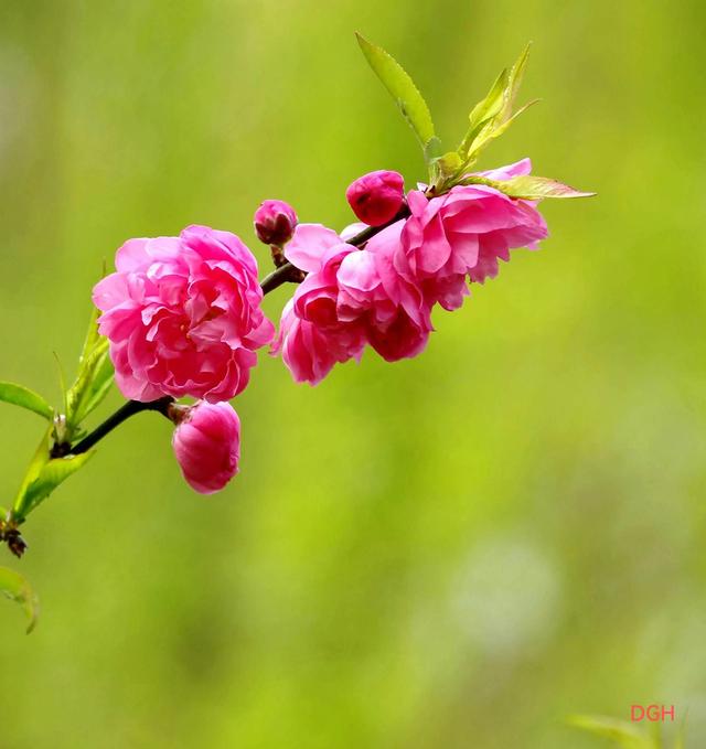 有关桃花的资料，关于桃花的文化