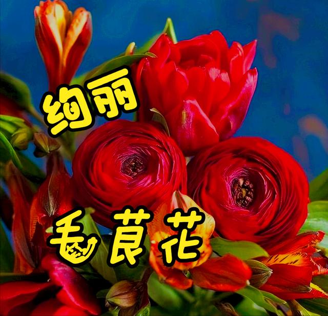 一花一草一世界，一花一草一世界 唯美句子（一花一草一世界）