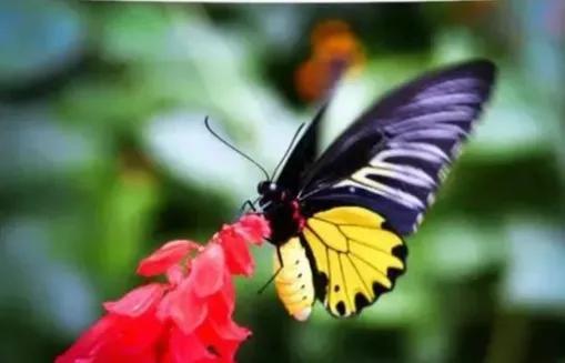 世界八大名贵蝴蝶，世界十大名贵蝴蝶