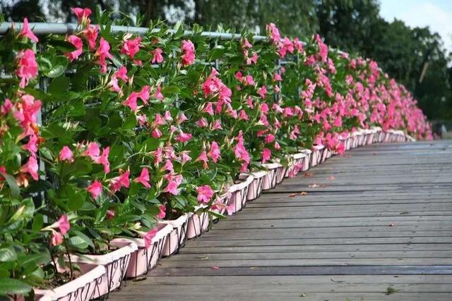 什么花好看又好养，开花好看又好养的花卉（种一盆好看又好养）