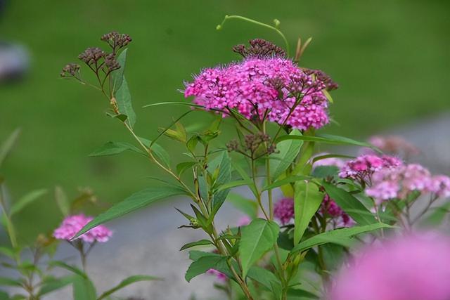 花卉图片及名称大全，常见绿植花卉及名称大全（100种常见花图鉴）
