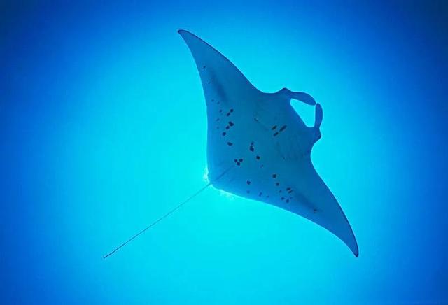 神奇的魔鬼鱼蝠鲼，奇特的蝠鲼（蝠鲼、鳐鱼、魟鱼傻傻分不清楚。）