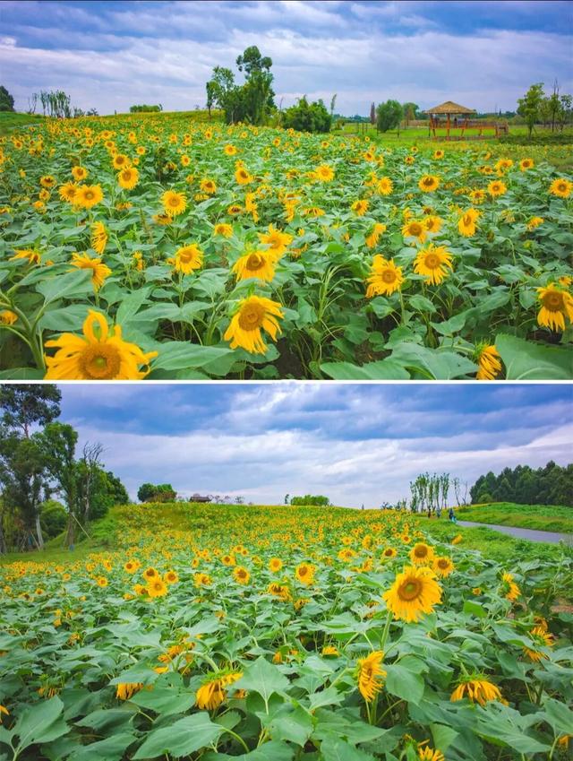 粉黛草向日葵彼岸花海...成都有多少惊喜，粉黛花海花期50天
