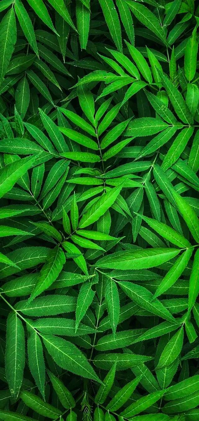 多种创意及超高清手机壁纸绿色，高清绿色系手机壁纸推荐
