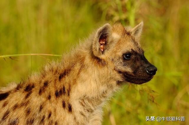 10只犬界战神比特犬，世上最强大比特犬