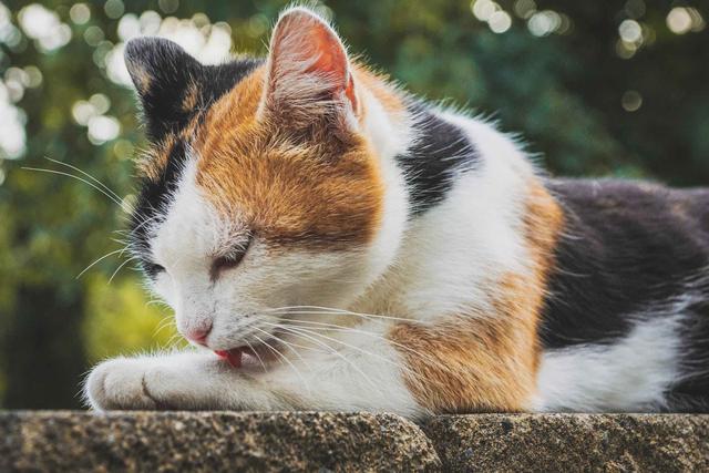 猫舔人是什么意思，猫咪为什么爱舔人（是在向你“暗示”这些事）