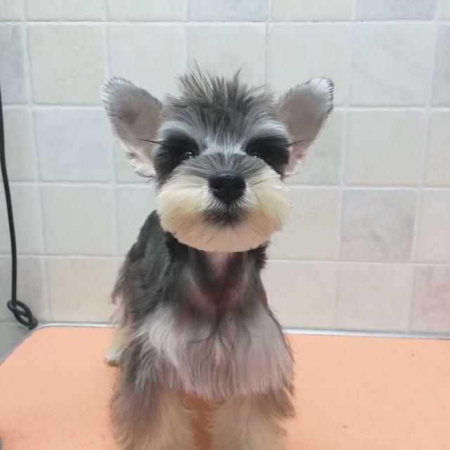 雪纳瑞怎么好养，主人做好这7点