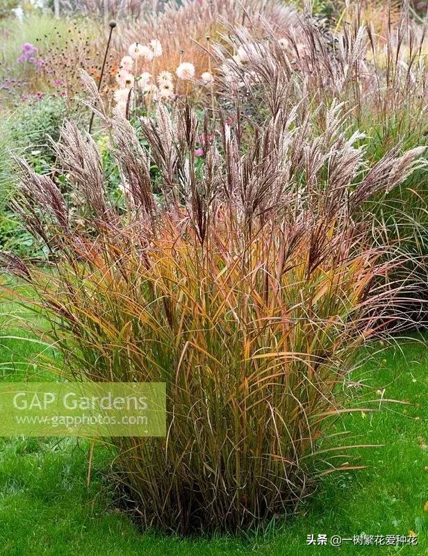 适合庭院养的草花，25种观赏草观叶赏花
