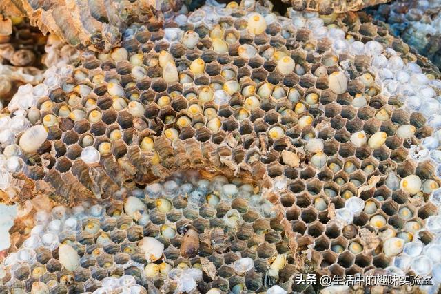 马蜂也采蜜吗，为什么马蜂窝里没有蜂蜜