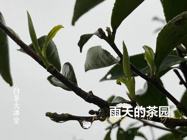 茶具哪种盖碗好，喝茶讲究用盖碗，老茶客必备之