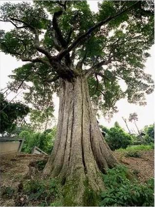 老农有座祖传金丝楠木屋，湖北一金丝楠木屋估值8亿