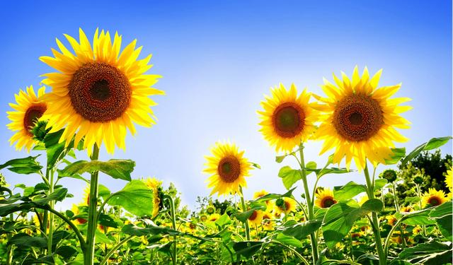 古希腊神话之一共有多少神，古希腊神话之一