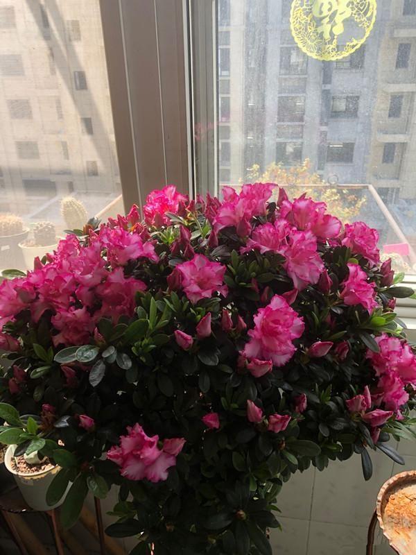 适合家里养的喜欢阳光的花，7种喜阴花