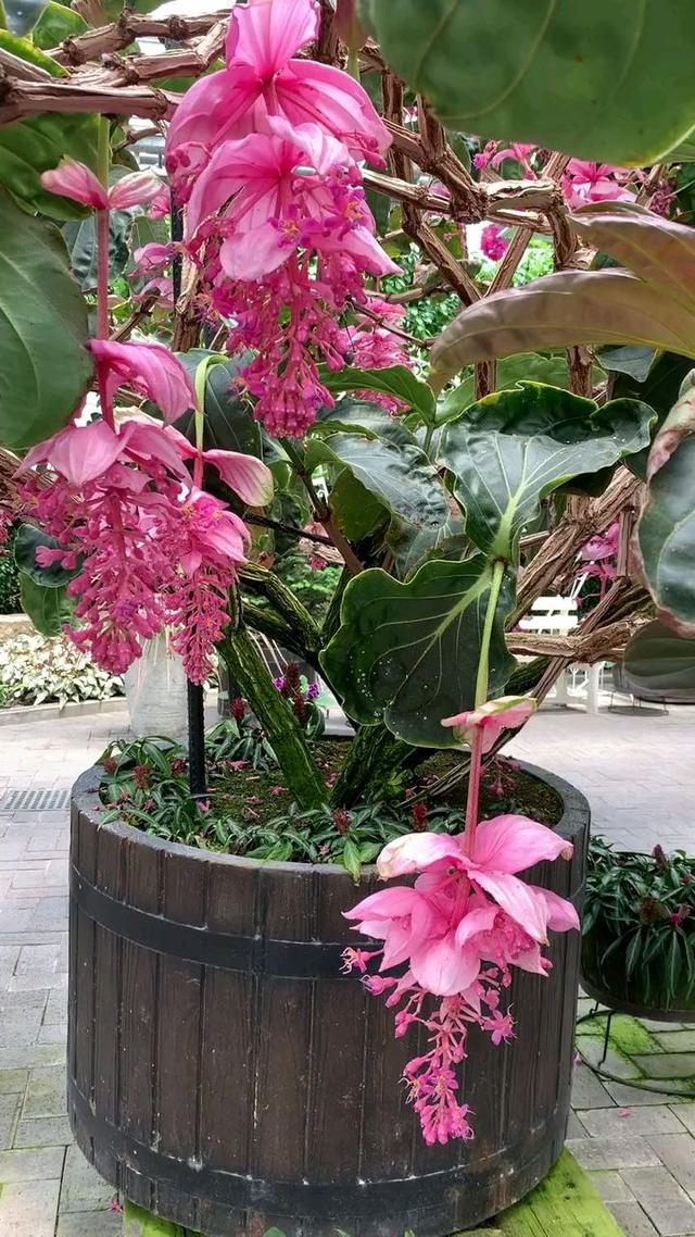 十大最贵最美兰花，绝美兰花50幅