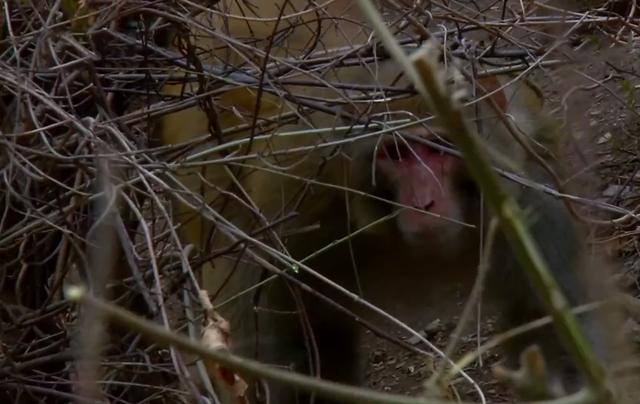 猴王争夺有多残酷，猴王争夺有多残忍